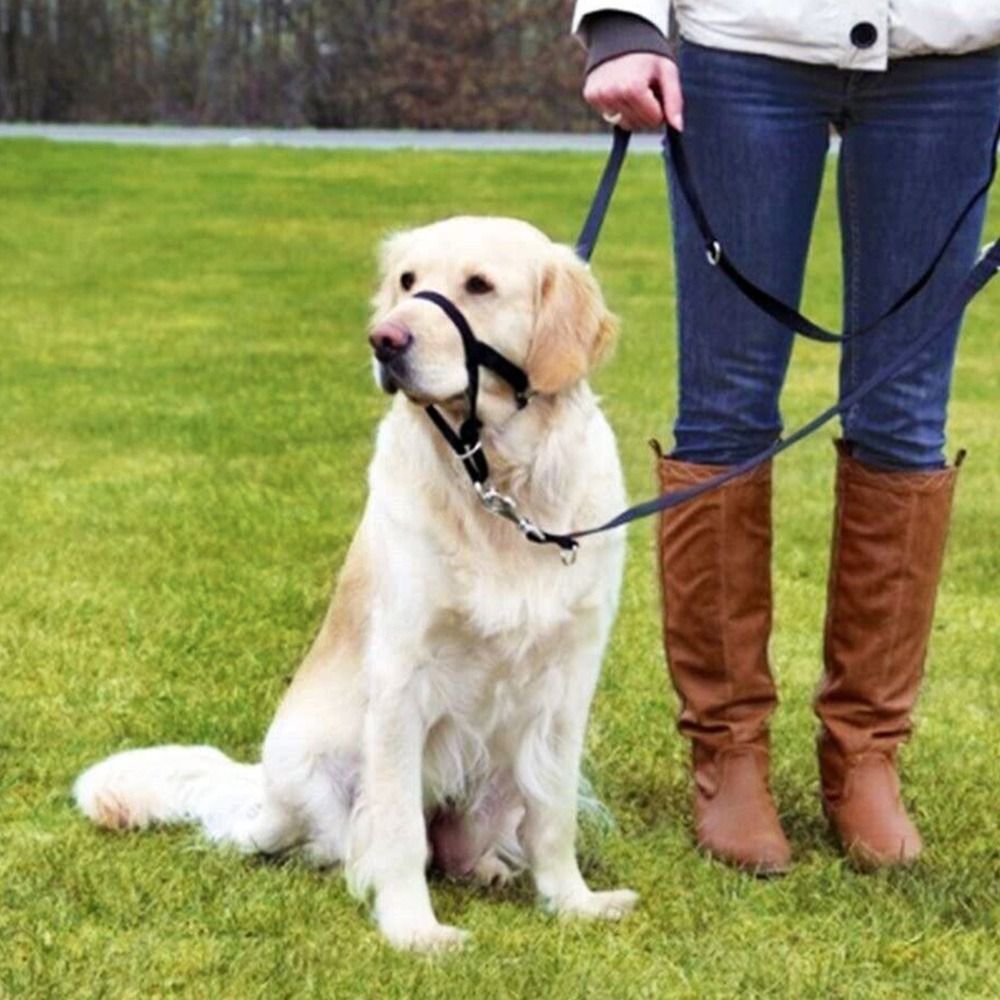 Nylon-Trainingsleine, Anti-Zug – No Pull Dog Harness Bewertung und Preis